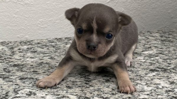 Il Chihuahua