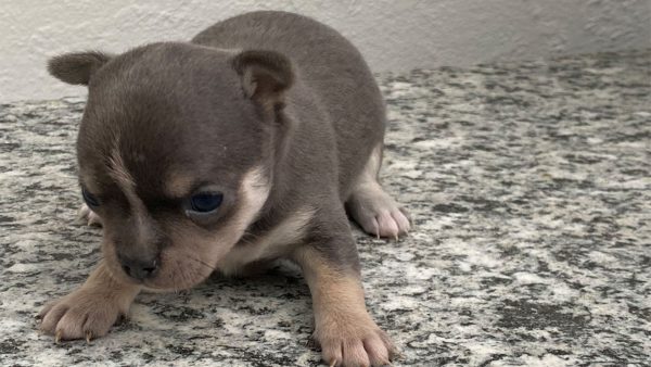 Il Chihuahua
