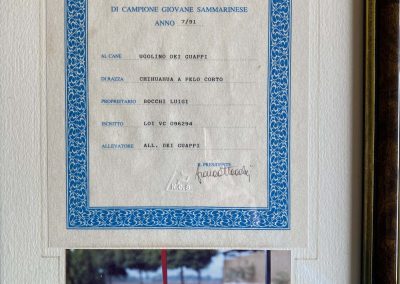 Il chihuahua - Diploma di Campione Giovane Sammarinese
