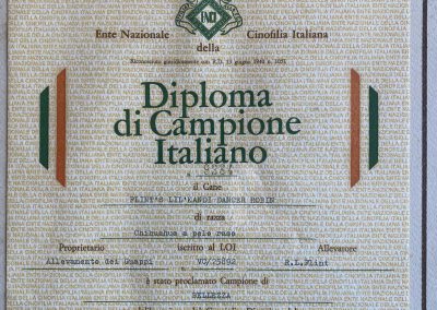 Il chihuahua - Diploma di Campione Italiano-1983
