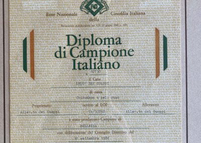 Il chihuahua - Diploma di Campione Italiano-1986