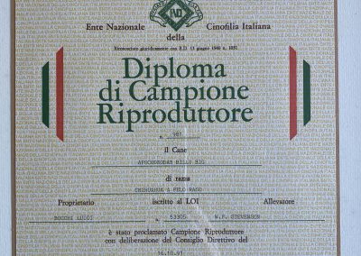 Il chihuahua - Diploma di Campione Riproduttore