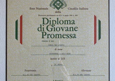 Il chihuahua - Diploma di Giovane Promessa