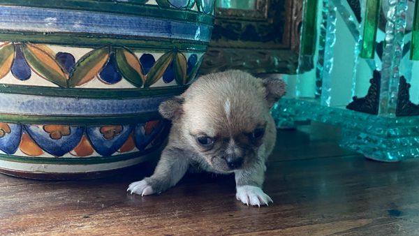 Il Chihuahua