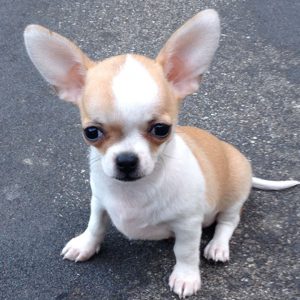 Il Chihuahua