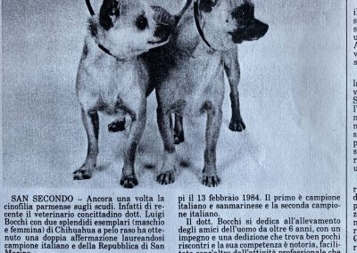 Il chihuahua - Articolo di Giornale