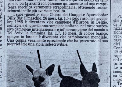 Il chihuahua - Articolo di Giornale