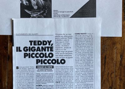 Il chihuahua - Articolo di Giornale