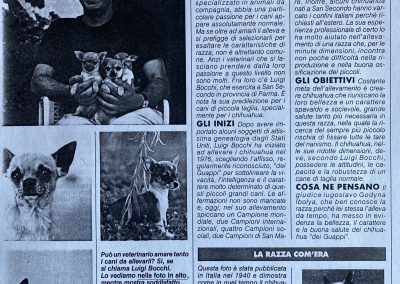 Il chihuahua - Articolo di Giornale