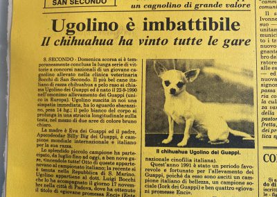 Il chihuahua - Articolo di Giornale