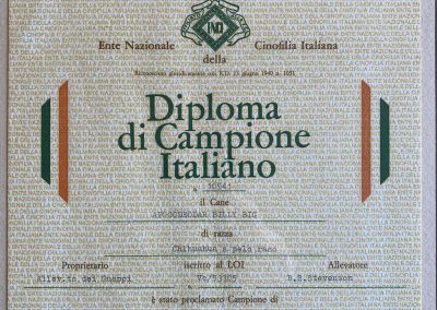 Il chihuahua - Diploma di Campione Italiano-1987