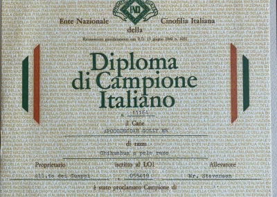 Il chihuahua - Diploma di Campione Italiano-1987