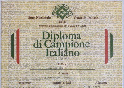 Il chihuahua - Diploma di Campione Italiano-1991