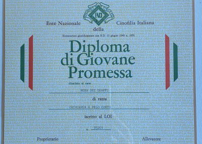 Il chihuahua - Diploma di Giovane Promessa