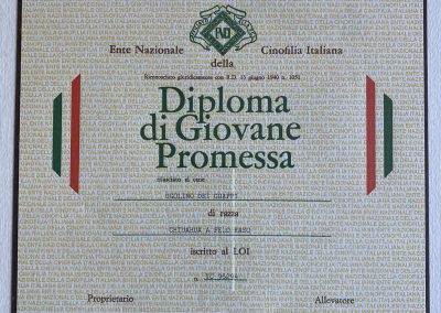 Il chihuahua - Diploma di Giovane Promessa