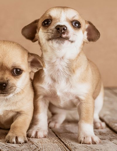 Allevamento dei Guappi Il Chihuahua